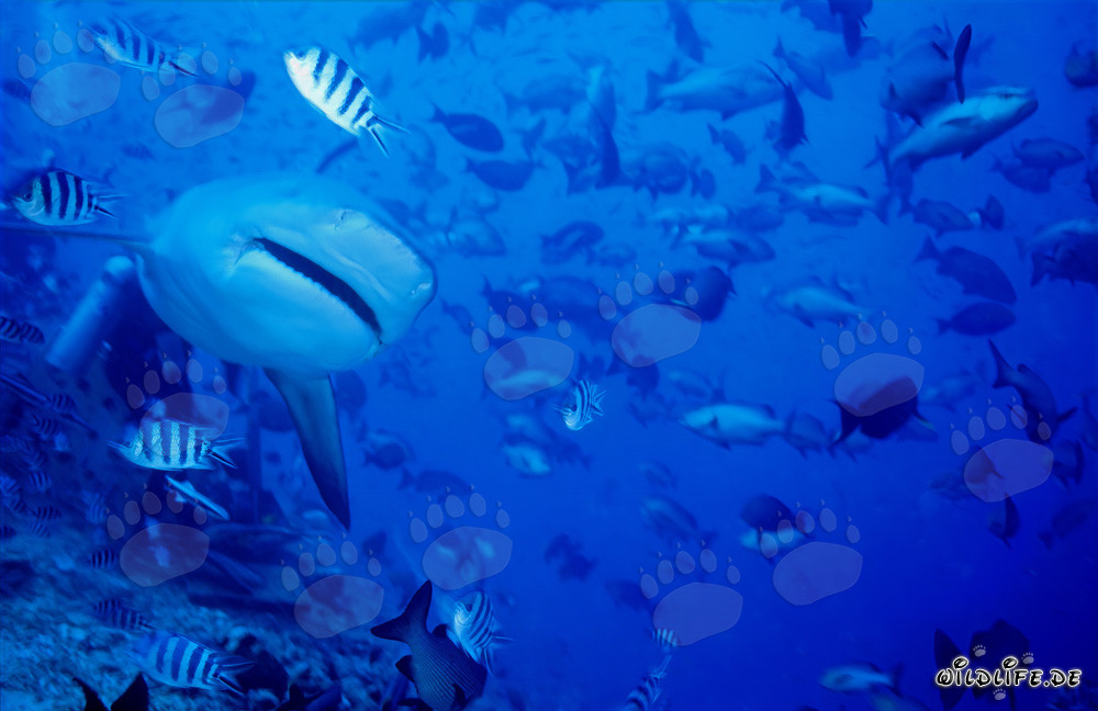 Tiburón toro se acerca frontalmente