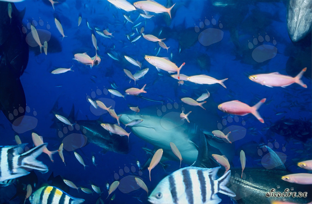 Bull shark and coral fish underwater in the Beqa Lagoon