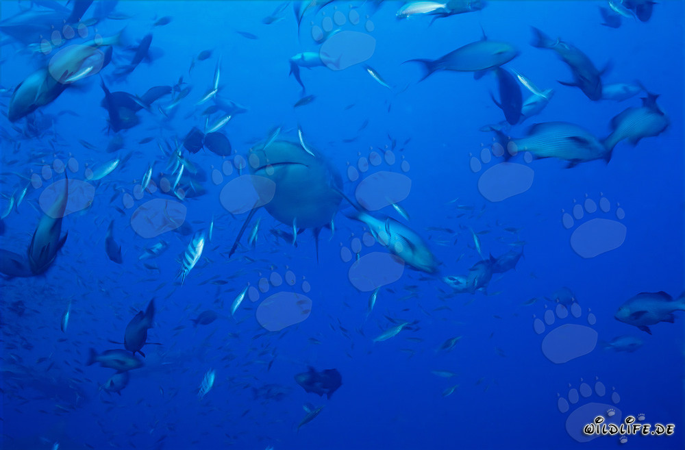 Bull shark surrounded by a variety of fish