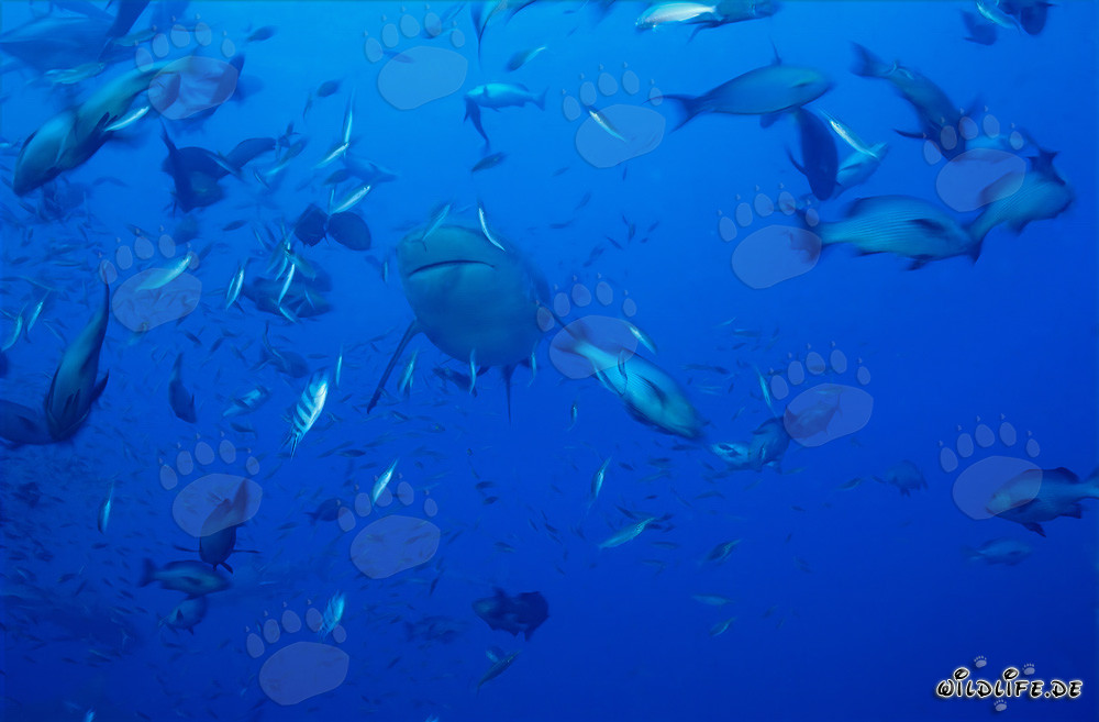 Bullenhai umgeben von einer Vielzahl von Fischen