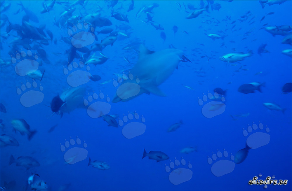 Majestic Bull Sharks swimming amidst a school of fish