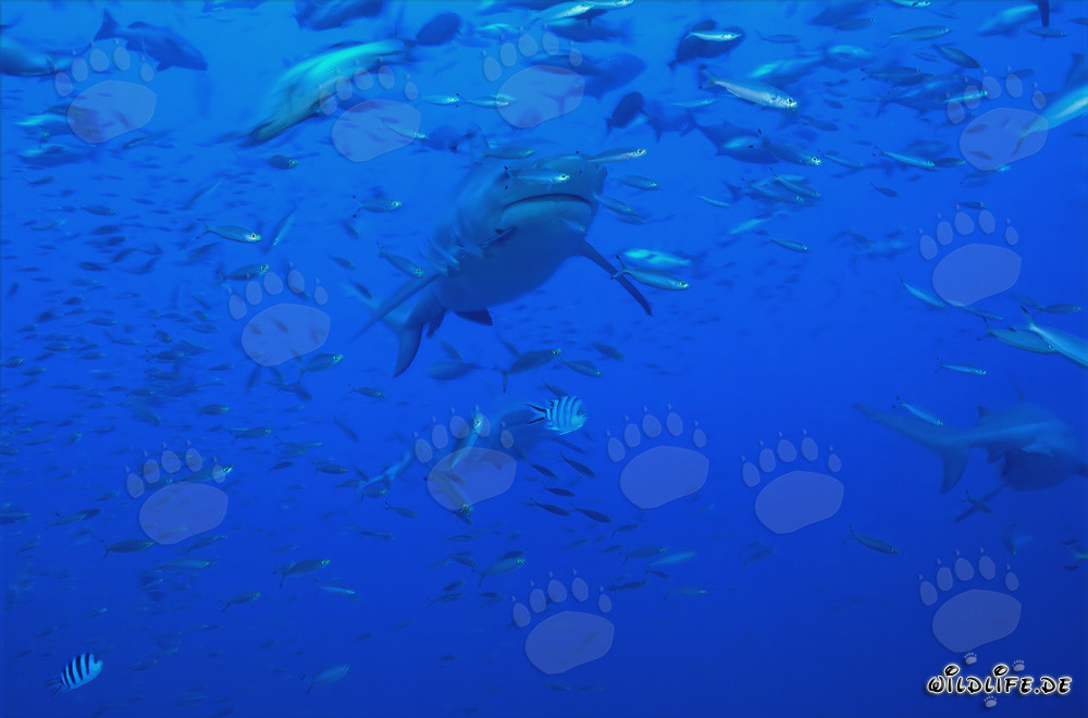 Fascinating bull shark surrounded by a concentration of fish