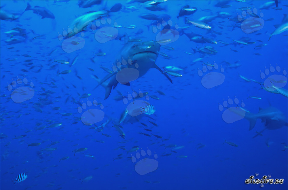 Requin taureau fascinant entouré d'une concentration de poissons