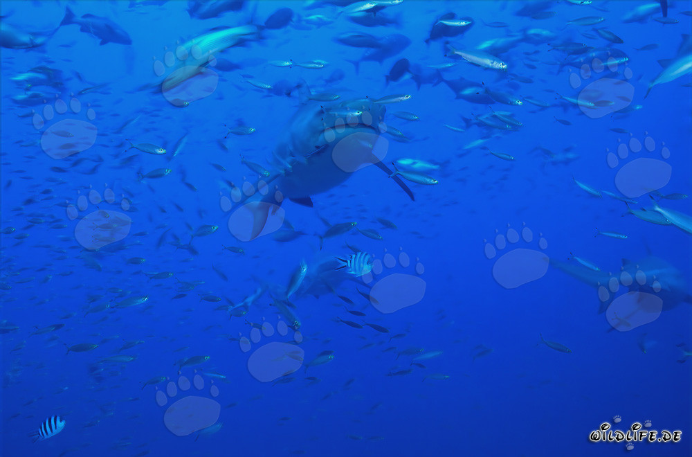 Affascinante squalo toro circondato da una concentrazione di pesci