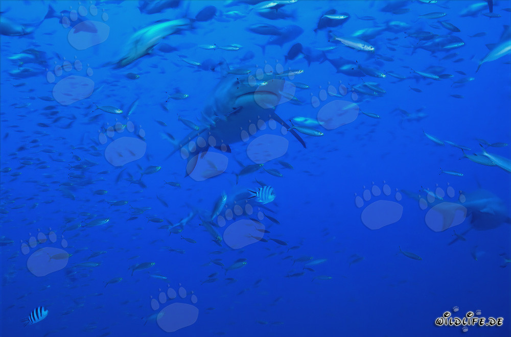 Fascinante tiburón toro rodeado de una concentración de peces