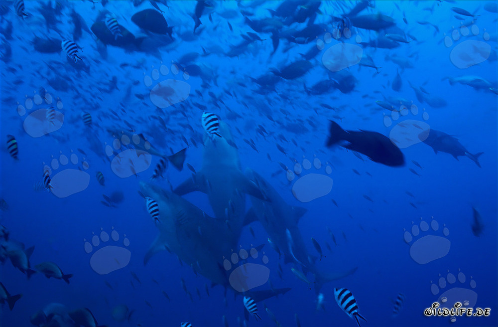 Three majestic Bull Sharks ascending vertically