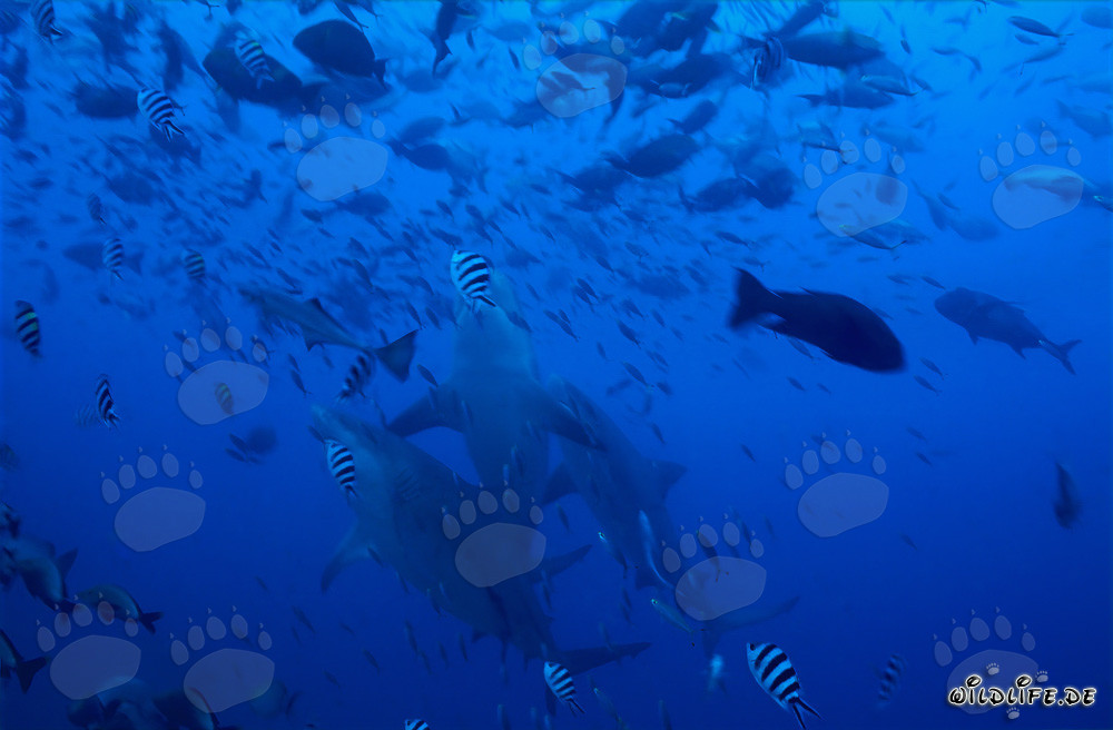 Trois majestueux requins taureaux montent verticalement