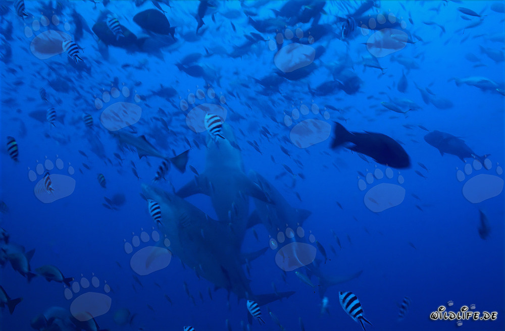 Tres majestuosos tiburones toro suben verticalmente
