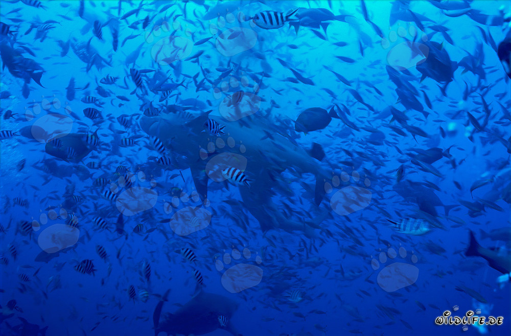 Bull shark swimming in an impressive wall of fish