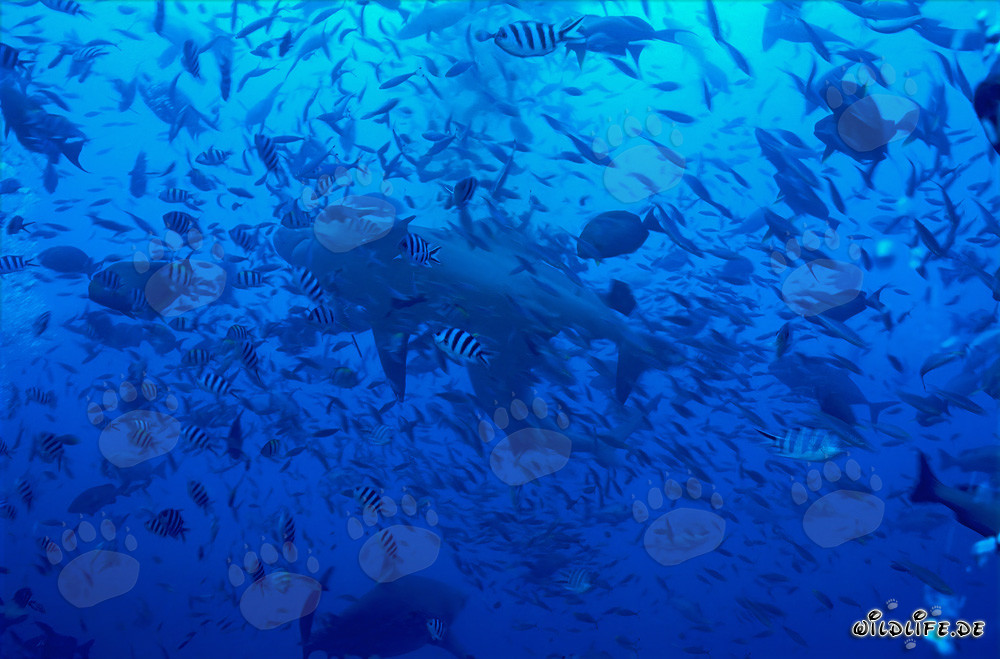 Bullenhai in einer imposanten Fischwand schwimmend