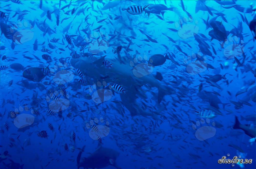 Requin taureau nageant dans un mur de poissons imposant