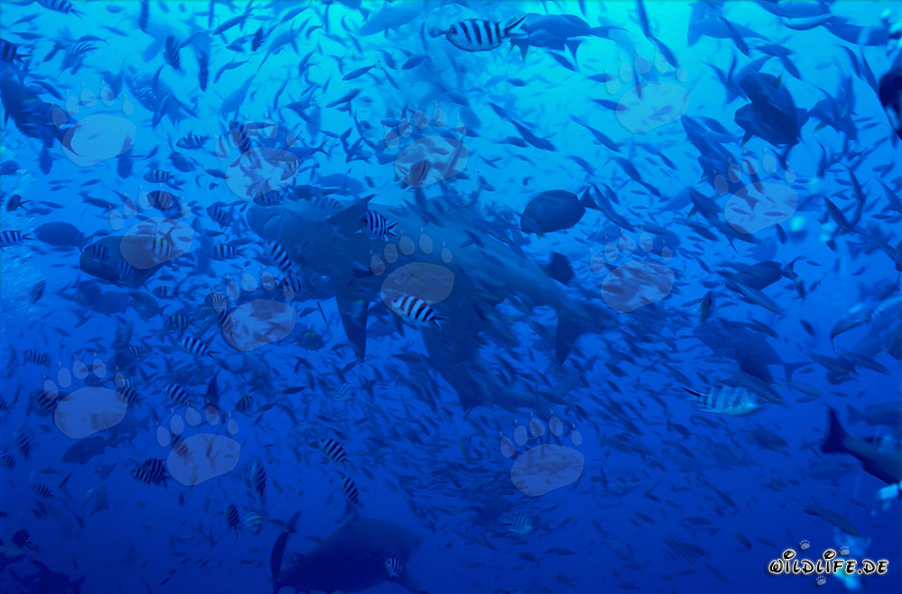 Tiburón toro nadando en un impresionante muro de peces