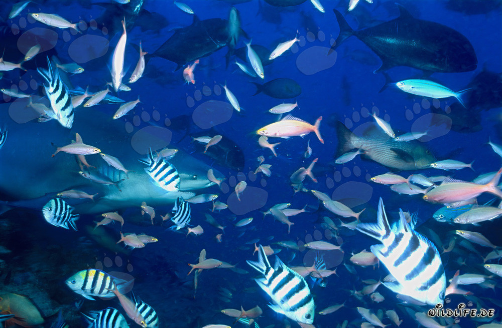Reef fish swimming in front of majestic bull shark