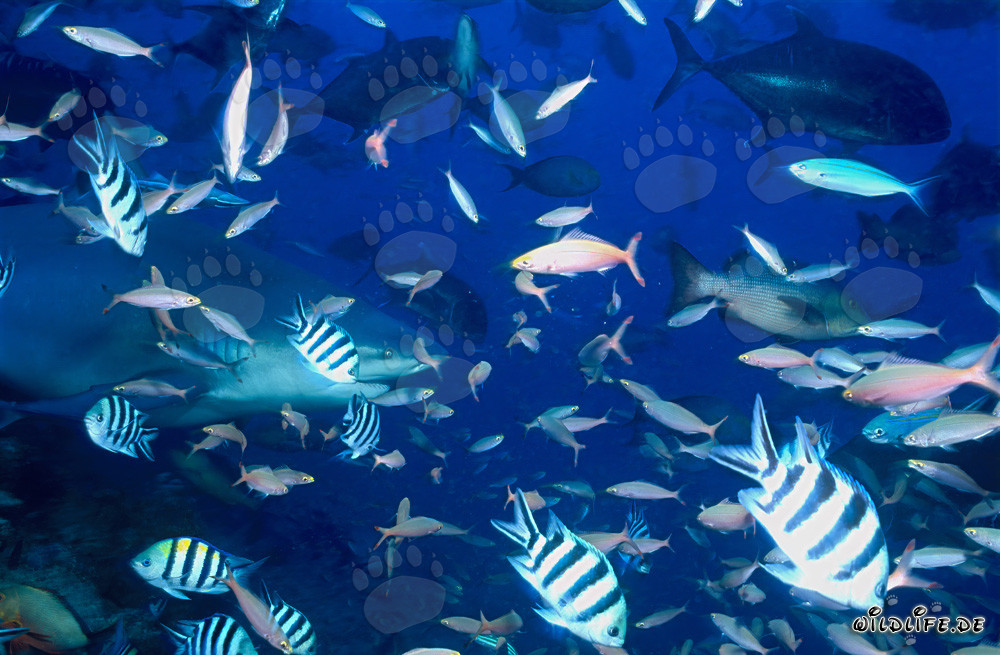 Rifffische schwimmen vor majestätischem Bullenhai
