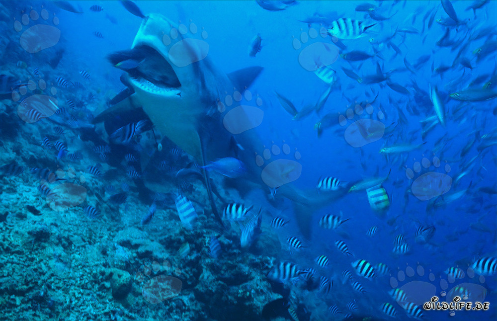 Bull shark takes the bait in crystal clear water
