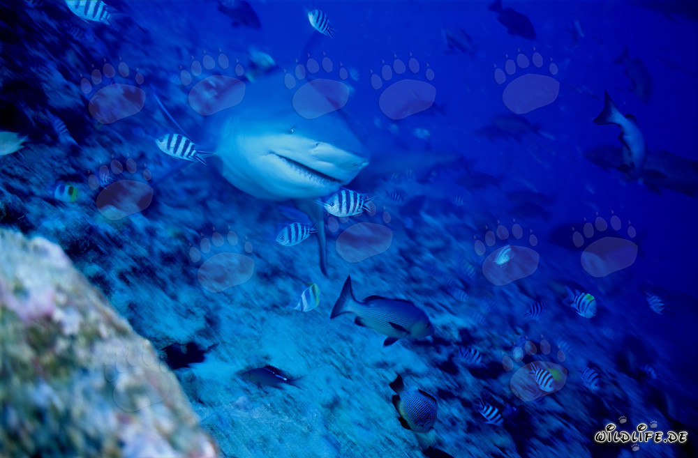 Imposanter Bullenhai schwimmt frontal auf den Betrachter zu