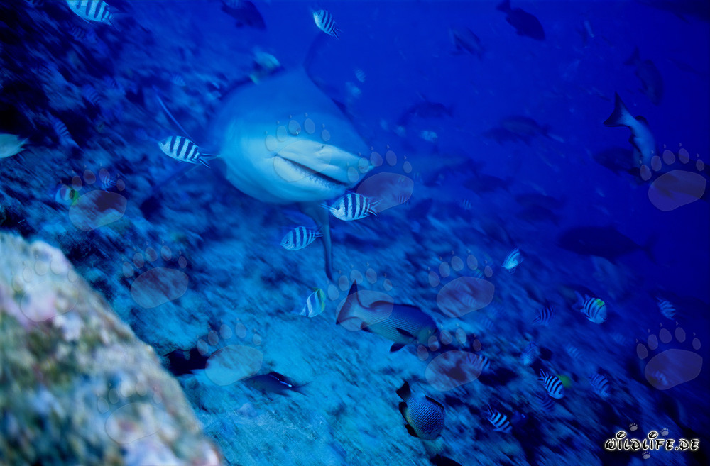 Impressive Bull Shark swimming directly towards the viewer