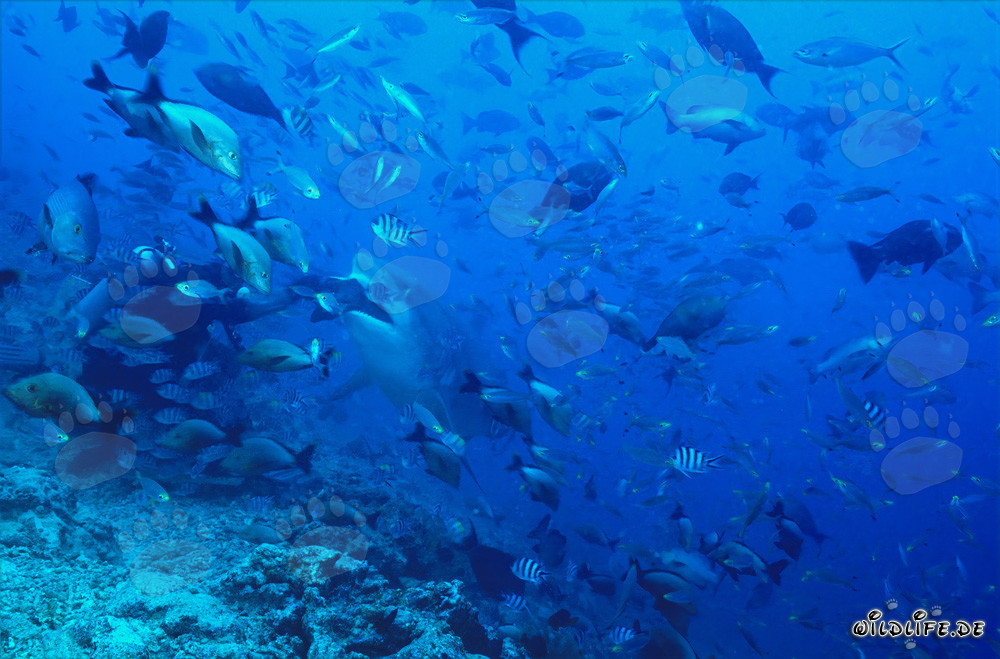 Bull shark takes fish bait - Majestic predator of the seas