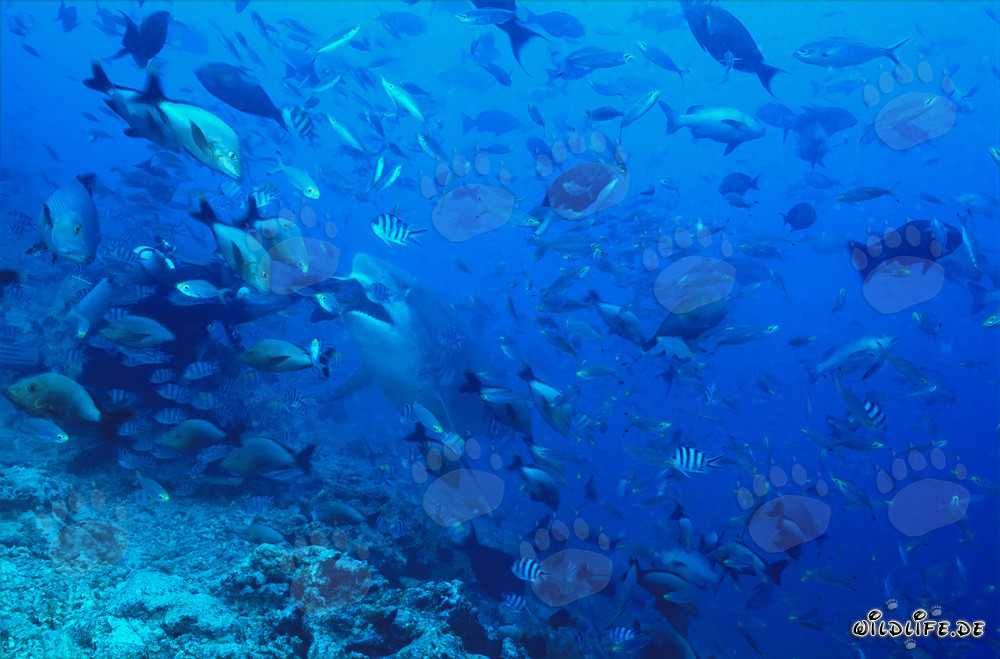 Bullenhai nimmt Köderfisch - Majestätisches Raubtier der Meere