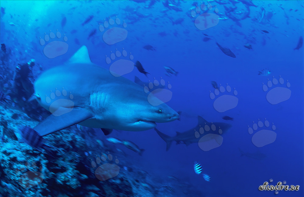 Bull shark swims resolutely towards open sea