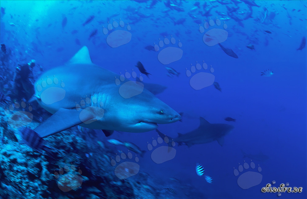 Bullenhai schwimmt entschlossen Richtung offenes Meer