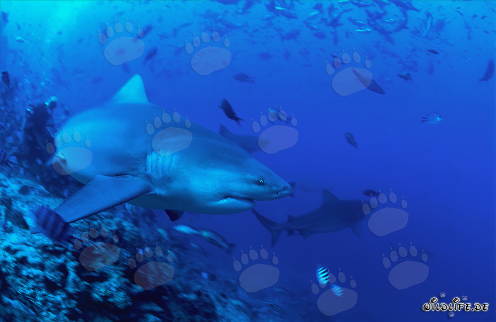 Requin taureau nage résolument vers l'océan ouvert