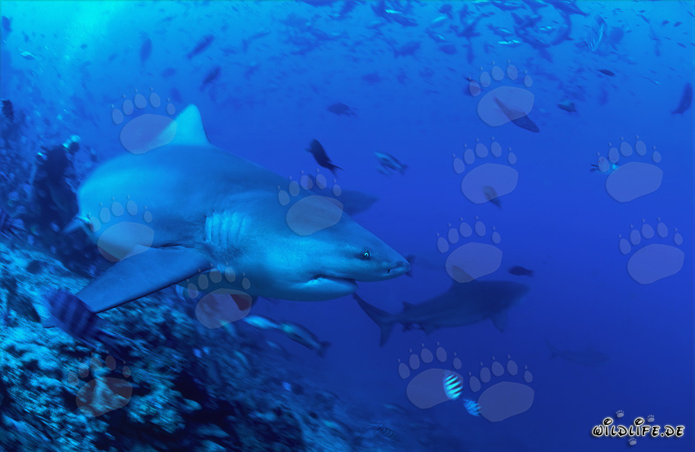 Squalo toro nuota risolutamente verso il mare aperto