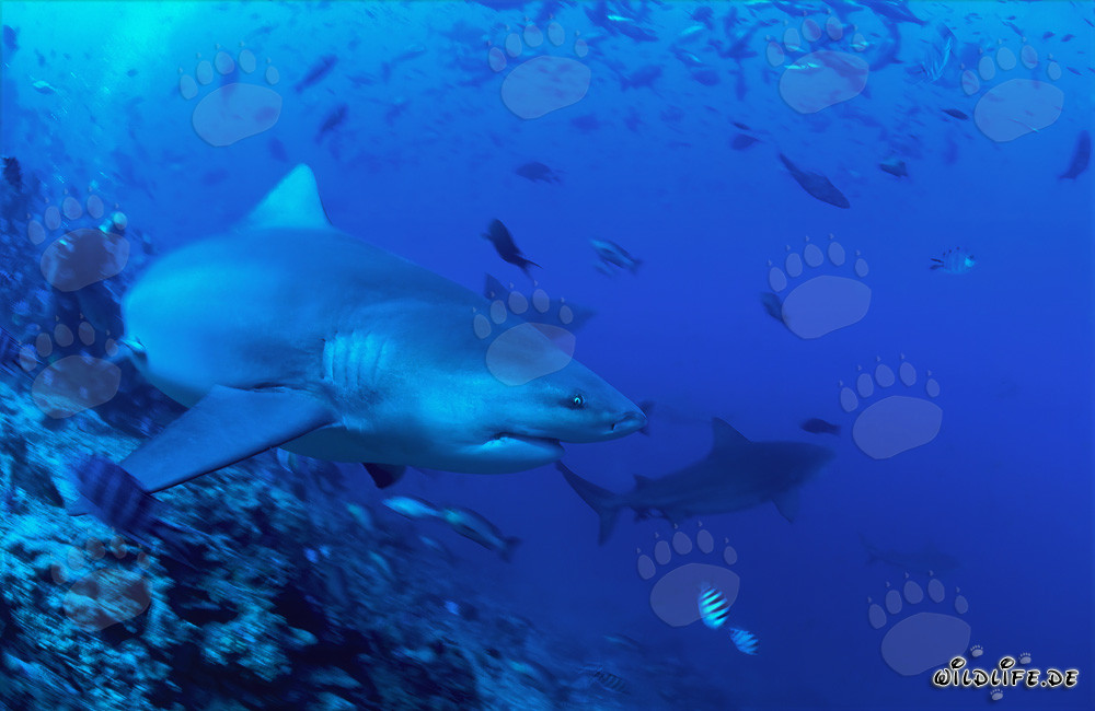 Tiburón toro nada decididamente hacia el mar abierto