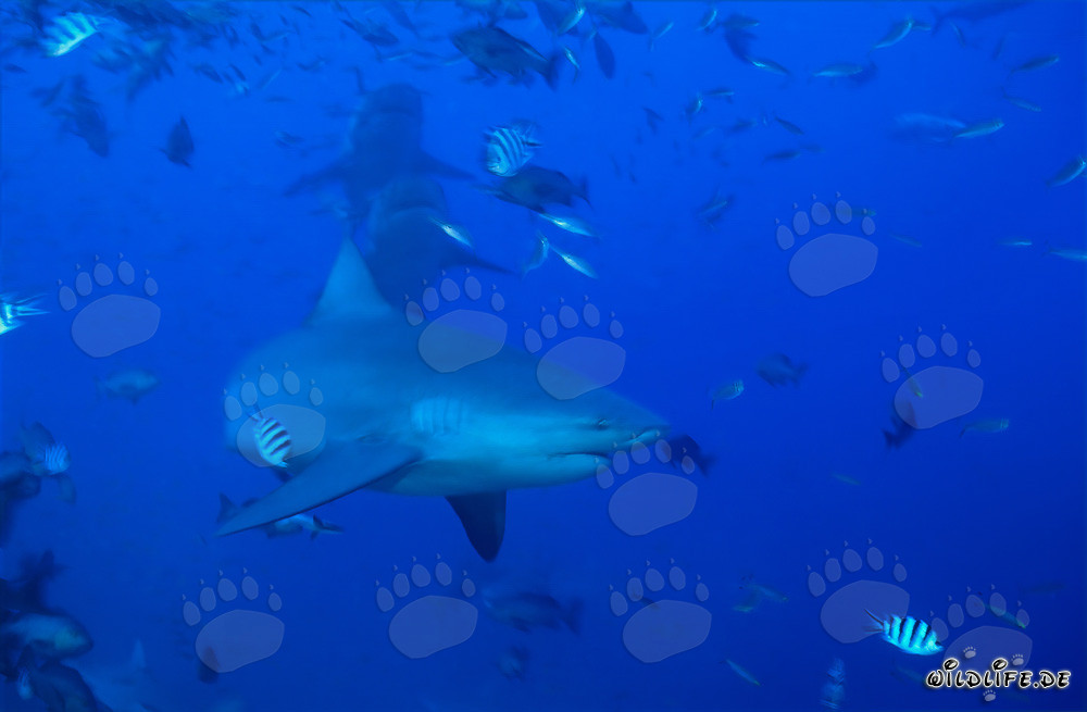 Three majestic Bull sharks swimming in open water