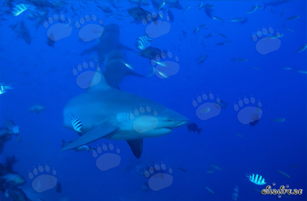 Trois majestueux requins taureaux nagent en eau libre
