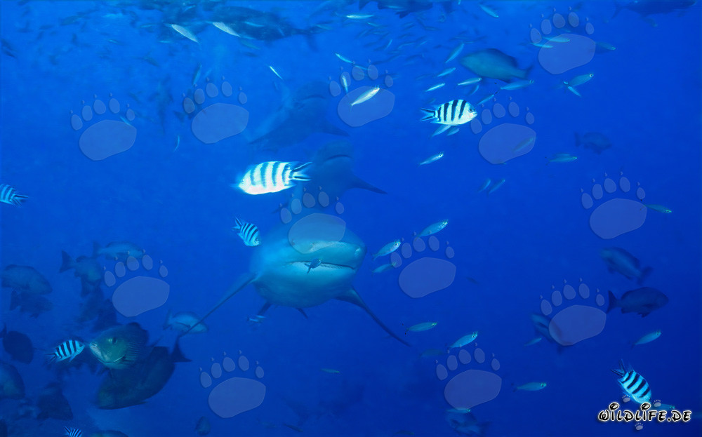 Impressive Bull Shark Formation