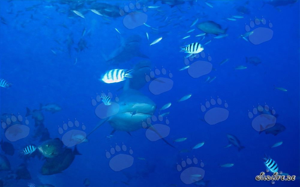 Impresionante formación de tiburones toro