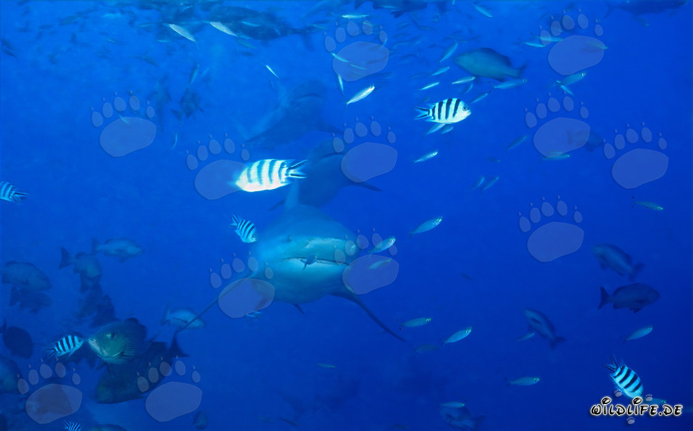 Formation impressionnante de requins taureaux