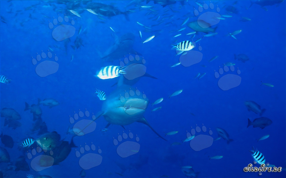 Impressionante formazione di squali toro