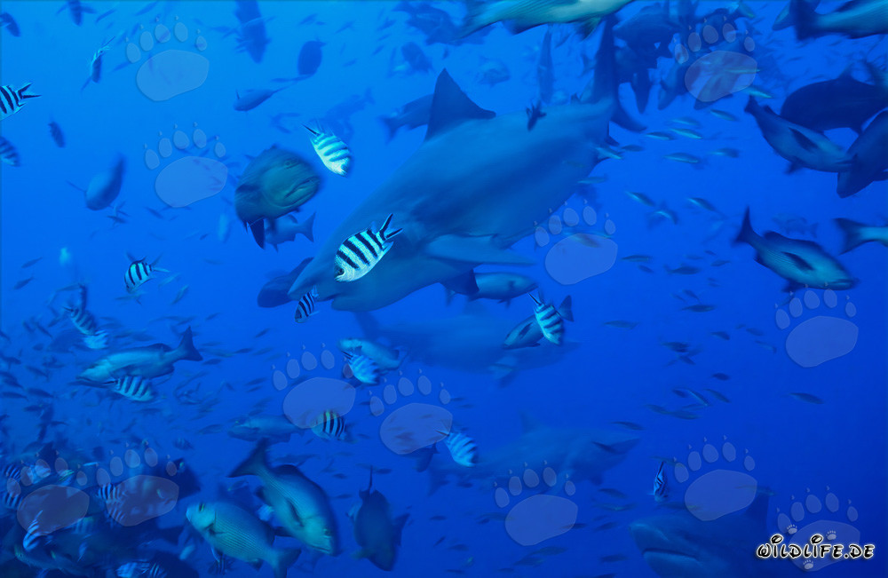 Fascinating bull sharks swimming in a concentration of fish