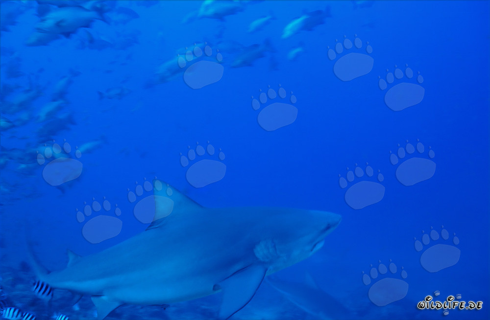 Bull shark swimming decisively towards the open sea