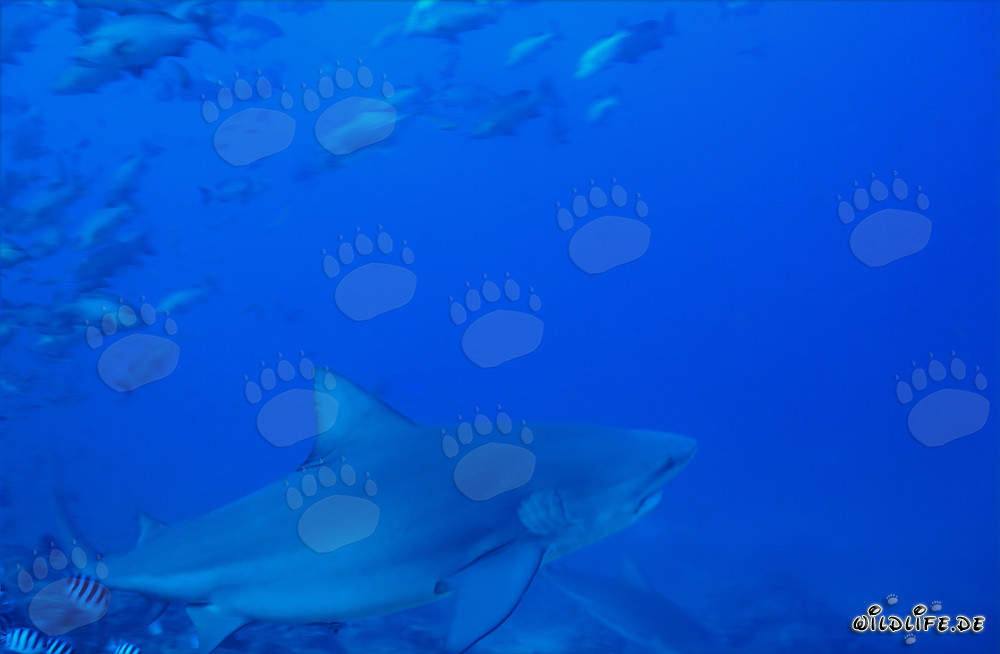 Bullenhai schwimmt entschlossen Richtung offenes Meer