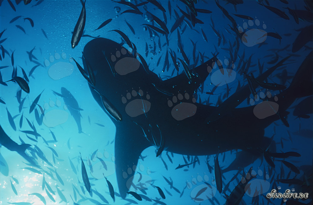 Majestic Bull Shark Swimming in Backlight