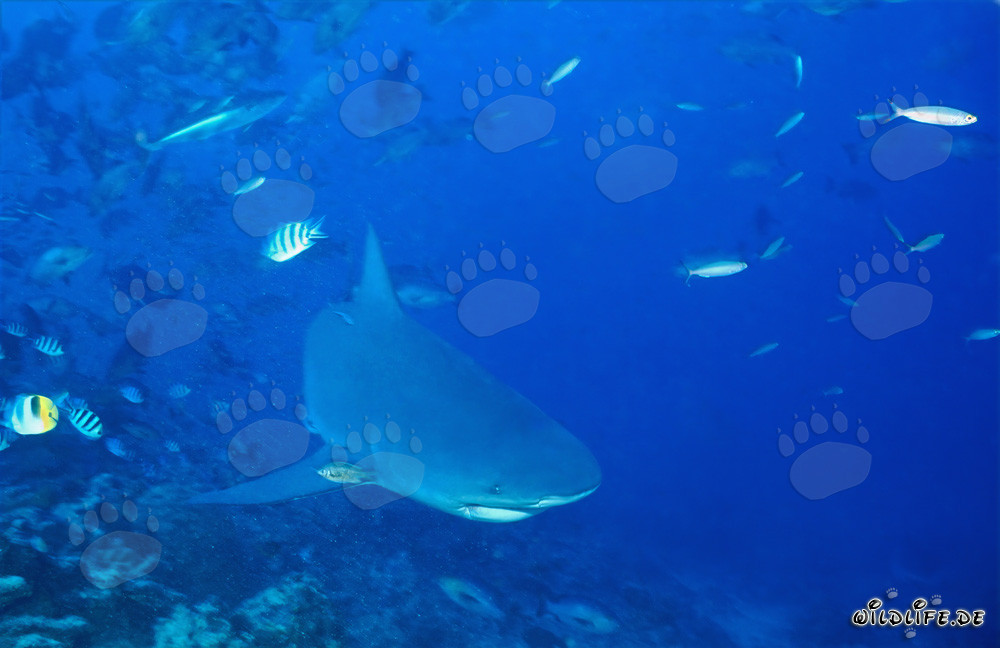 Bull Shark in the Beqa Lagoon