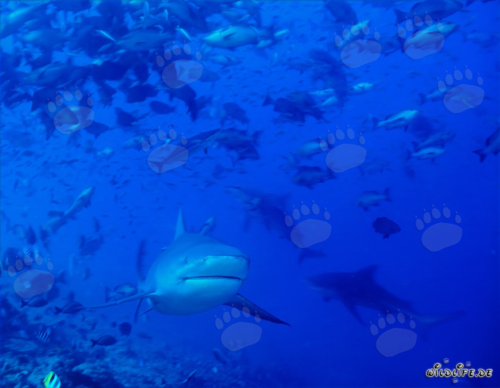 Bull sharks at the reef edge