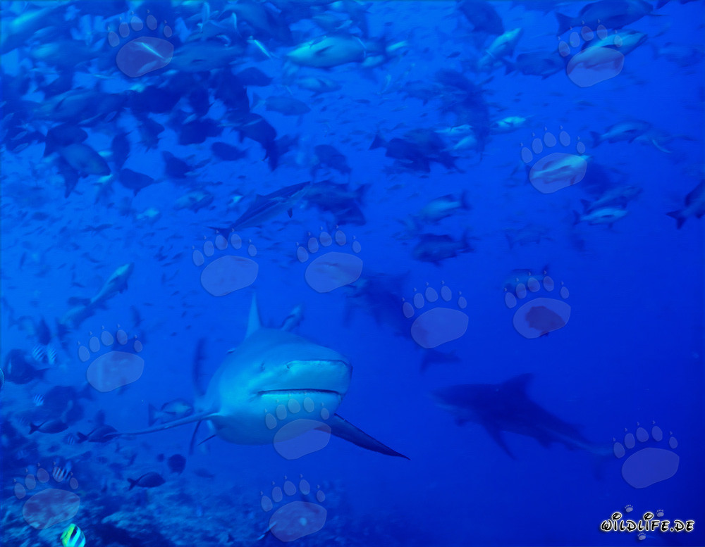 Requins taureaux sur le tombant du récif