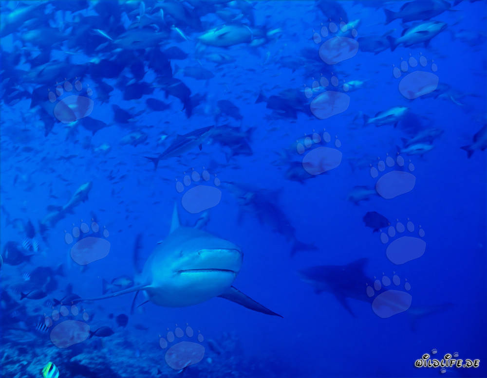 Tiburones toro en el desfiladero del arrecife