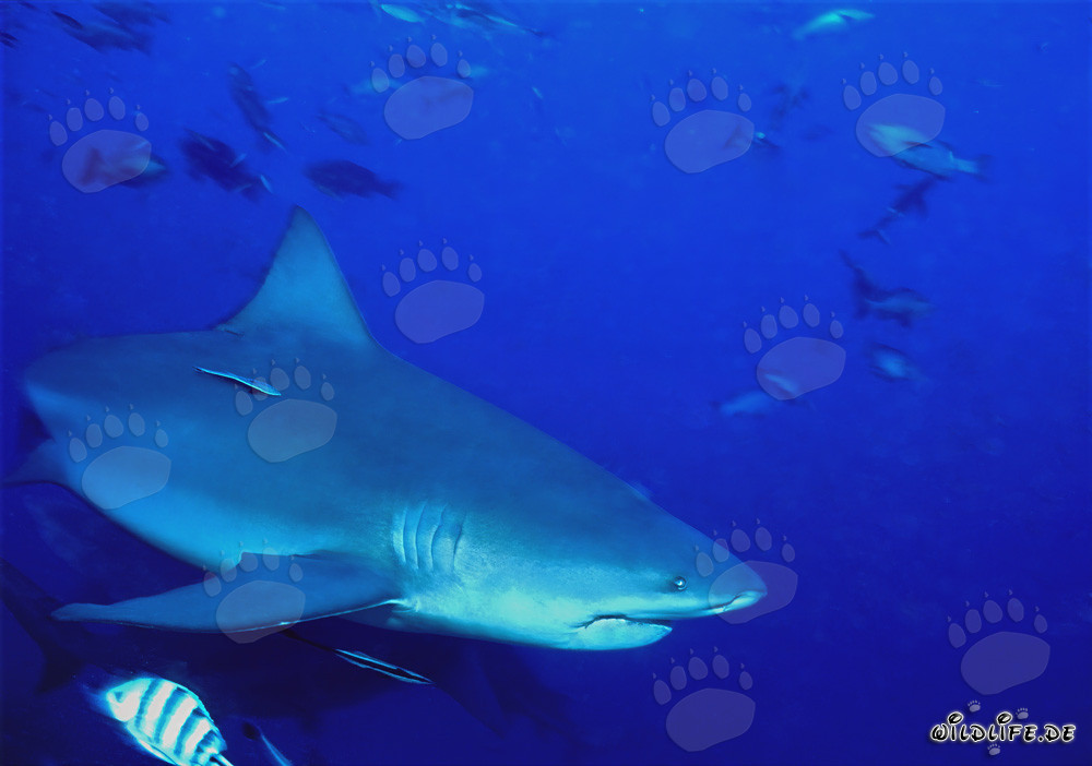 Majestic bull shark in the clear South Pacific water