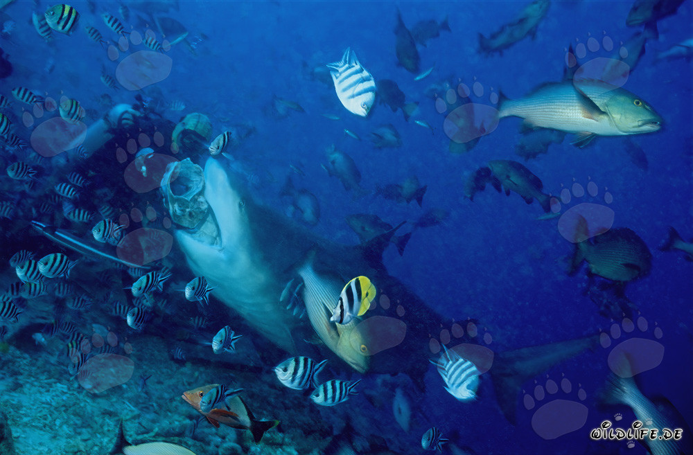 Bull Shark Takes the Bait from Diver