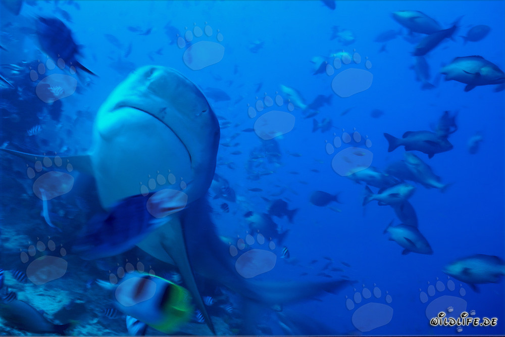 Tiburón toro - Majestuoso habitante marino, curioso al mirar hacia arriba