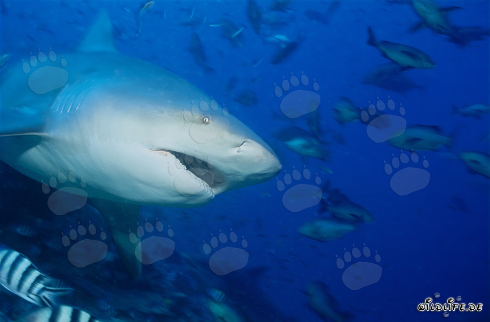 Bull Shark - Majestic Sea Creature with Opened Mouth
