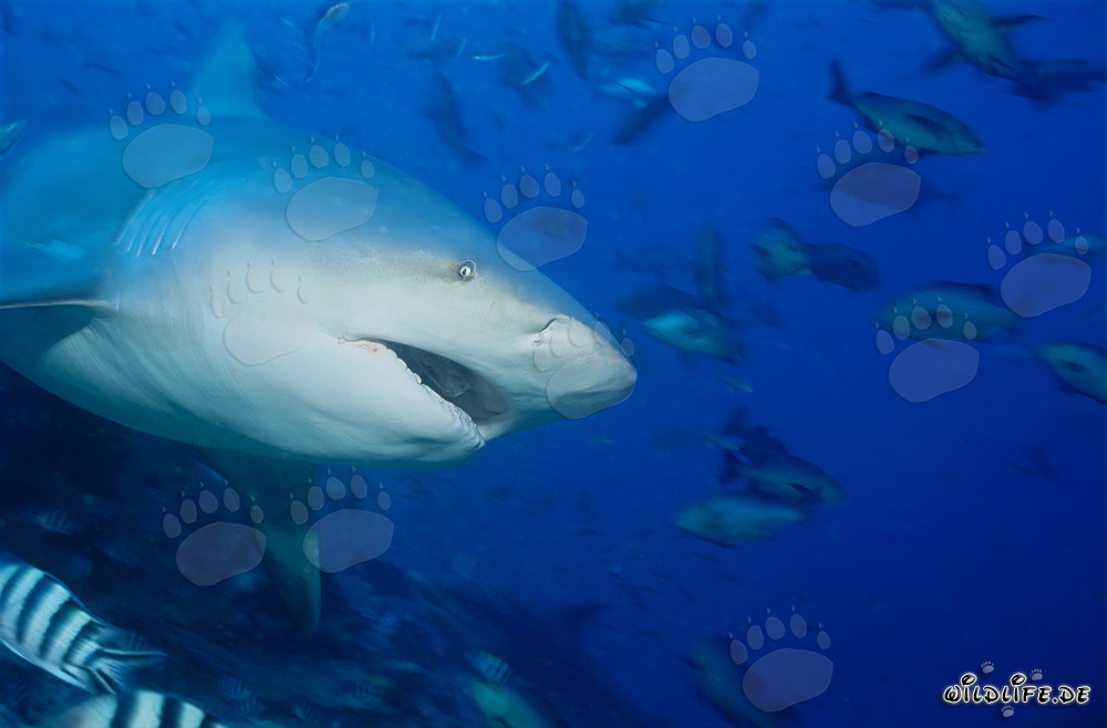 Requin taureau - Majesté des mers avec la gueule ouverte