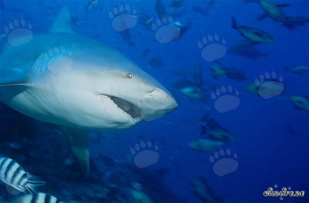 Tiburón toro - Majestuosidad de los mares con la boca abierta
