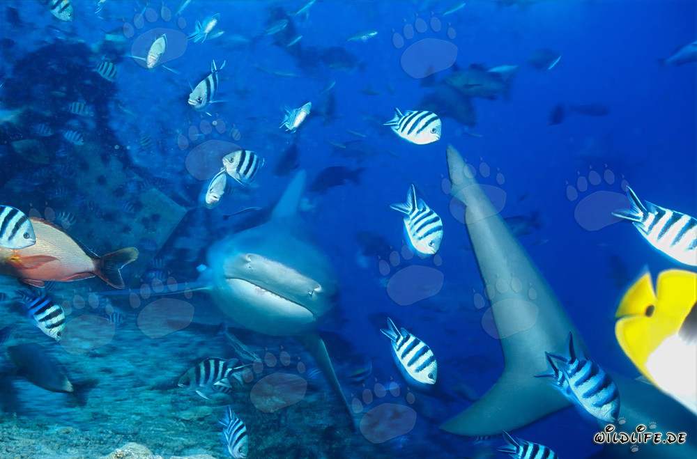 Requin taureau - Majestueux habitant des mers aux Fidji