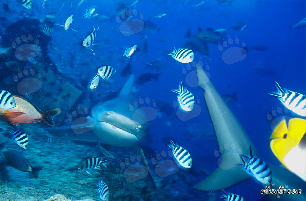 Tiburón toro - Majestuoso habitante marino en Fiji